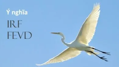 IRF cho biết độ lớn tác động của mỗi cú sốc, FEVD cho biết tầm quan trọng của mỗi cú sốc theo thời gian.